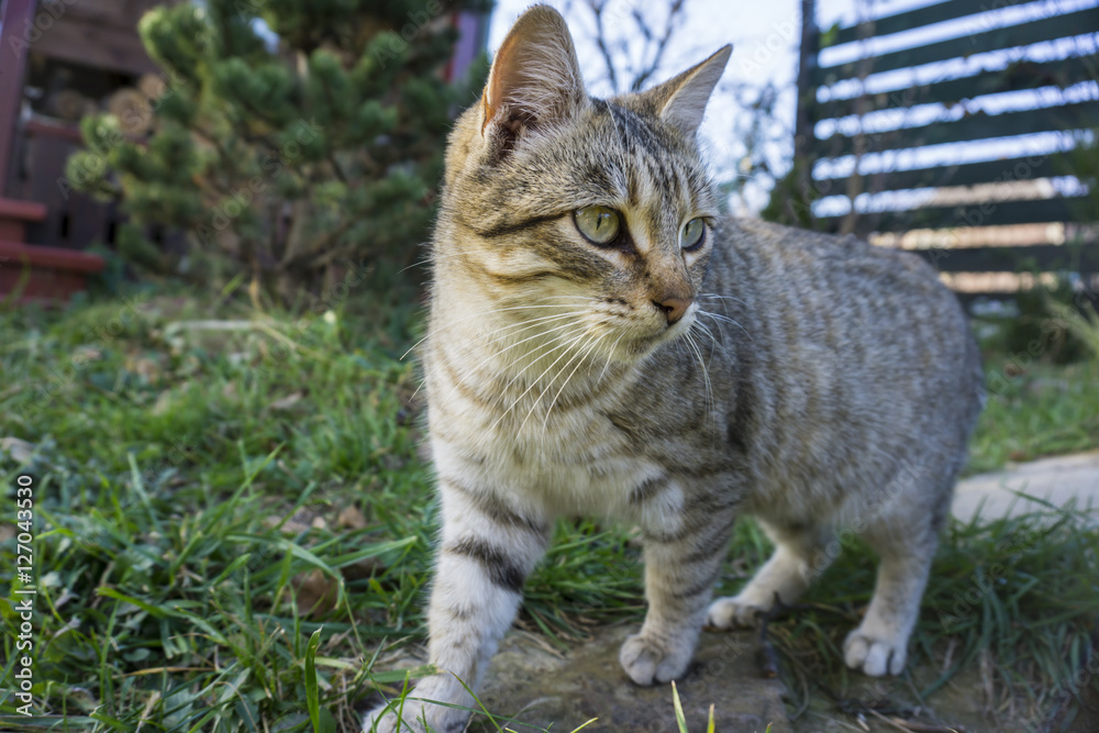 Cat walking on a fence.