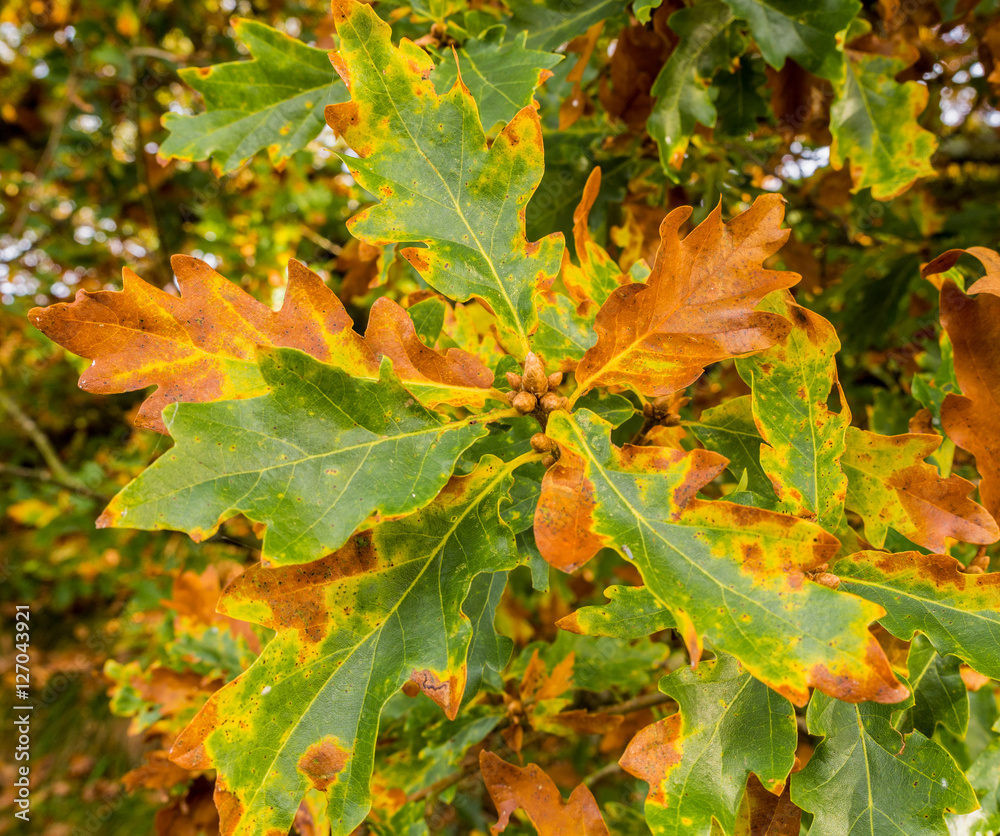Autumn colours on leaves at Fernilee Reservoir, Goyt valley, peak district, UK