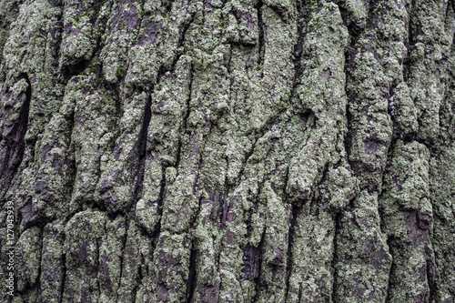 Moss on the bark of oak. Natural background.