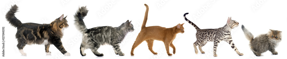 five walking cats - obrazy, fototapety, plakaty 