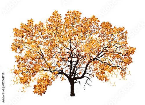 Autumn tree oak isolated on white background. Hand drawn vector illustration.