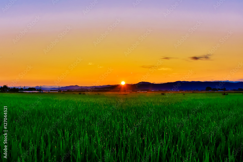 輝く稲と朝日