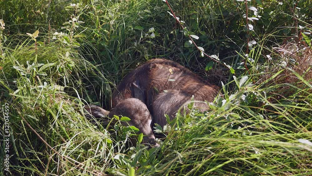 Close up of a buffalo calf sleeping in the grass Close up of a buffalo calf sleeping in the grass