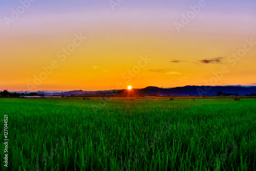 輝く稲と朝日