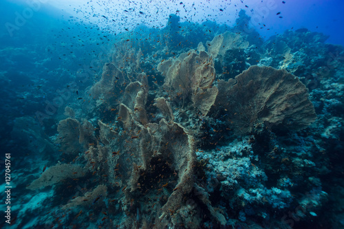 Fototapeta Naklejka Na Ścianę i Meble -  giant gorgonian seascape
