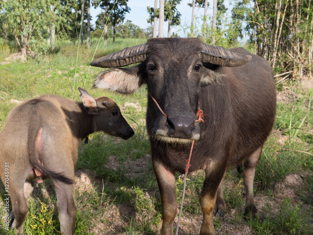 thai buffalo for agriculture