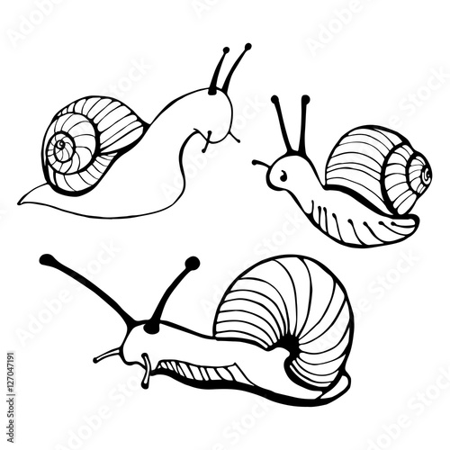 Hand drawn snails. Vector illustration.