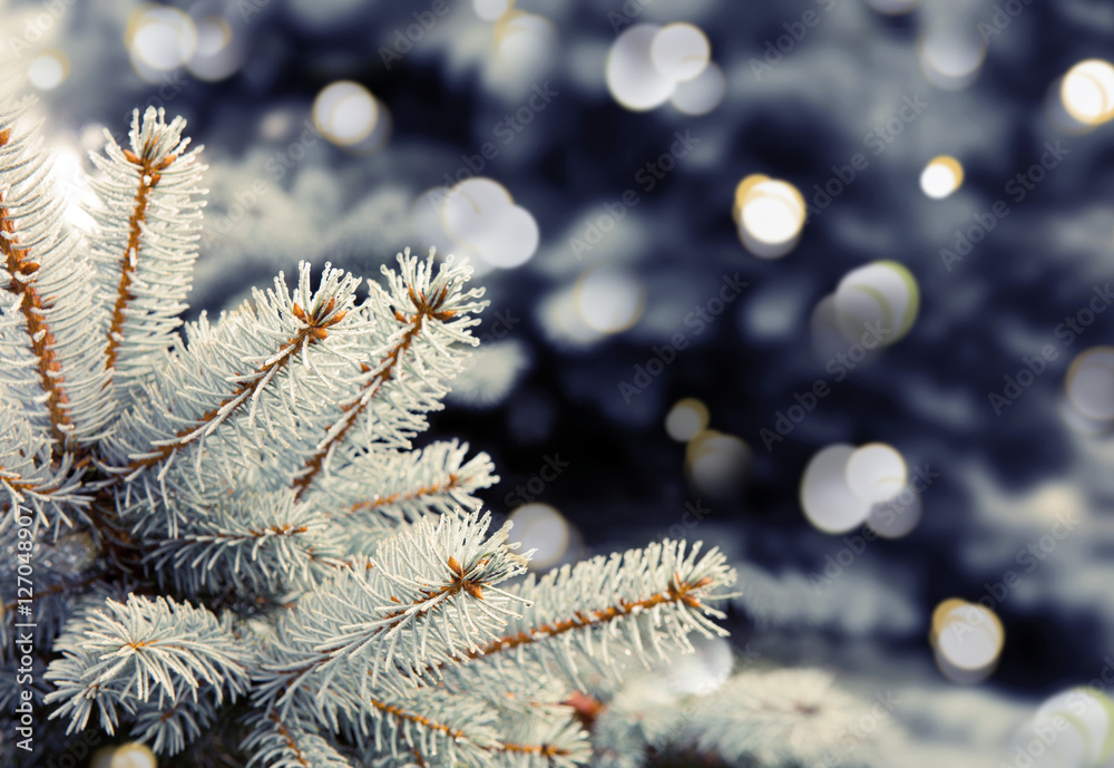 Fir branches isolated on bokeh background.