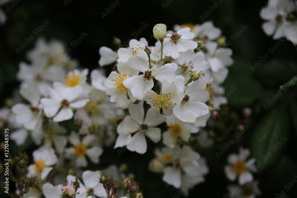 Wild Roses Wild Roses