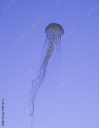 The translucent bluish jellyfish swim in the clear water (Oceanarium Singapore)