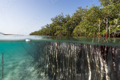 mangroves, life between earth and sea