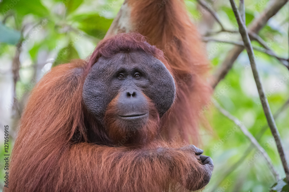 Obraz premium The big good-natured red orangutan with a wide muzzle sitting on the branches of a tree (Kumai, Indonesia)