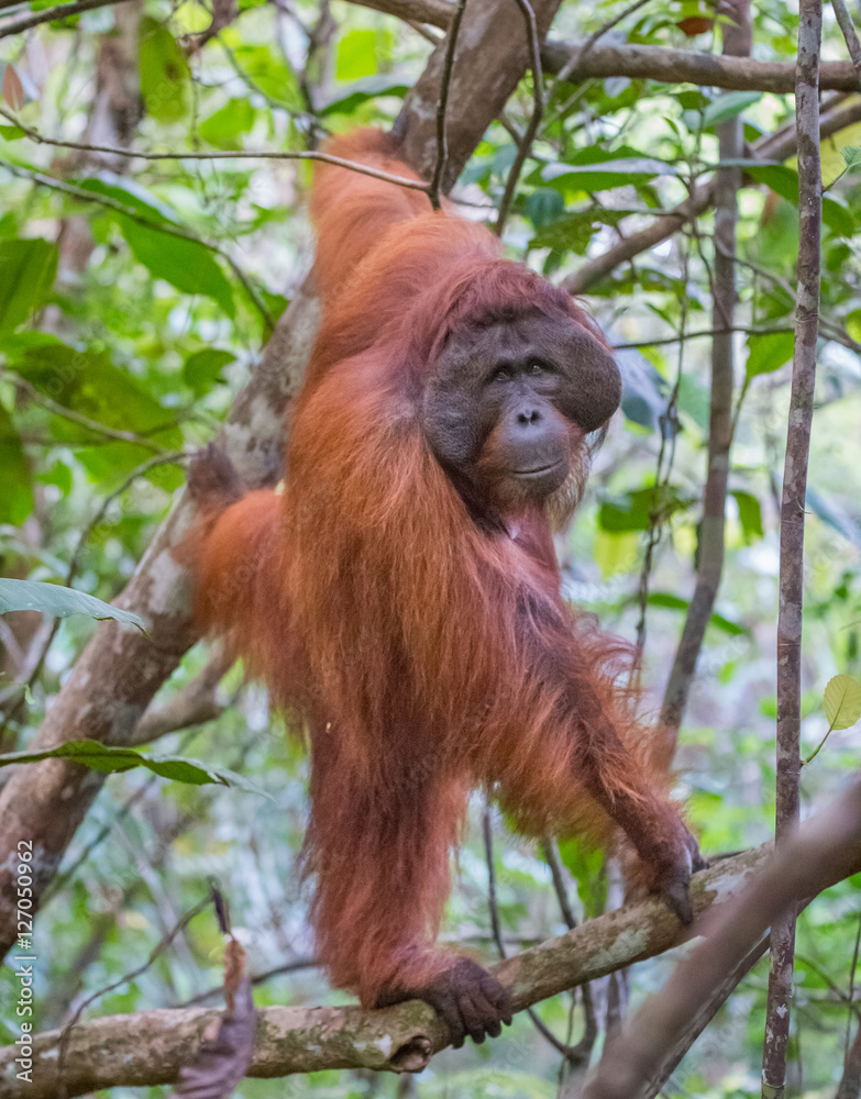 Fototapeta premium The big good-natured red orangutan standing on a tree branch (Kumai, Indonesia)