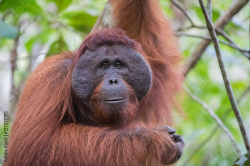 The big good-natured red orangutan with a wide muzzle sitting on the branches of a tree (Kumai, Indonesia)