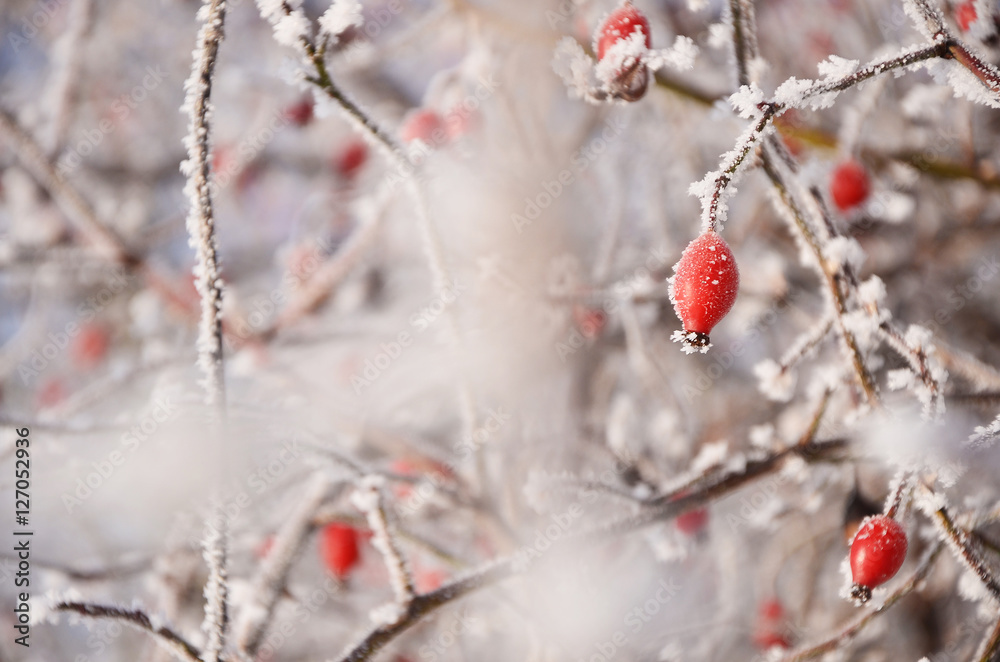 Red rosa flower in cold white winter cover Red rosa flower in cold white winter cover
