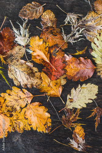 Pattern with orange autumn leaves © Oleg Breslavtsev