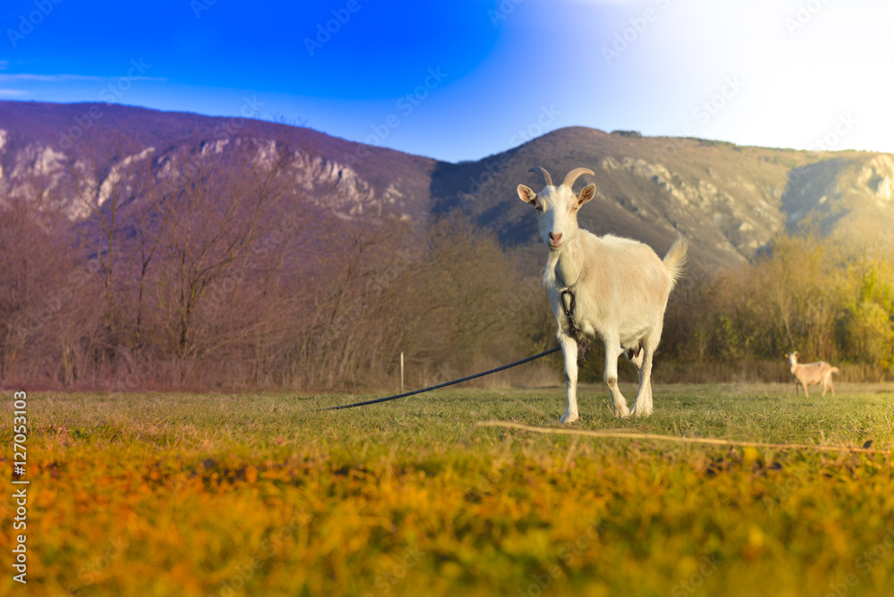 Naklejka premium Goats grazing in beautiful countryside