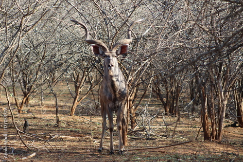 Kudu