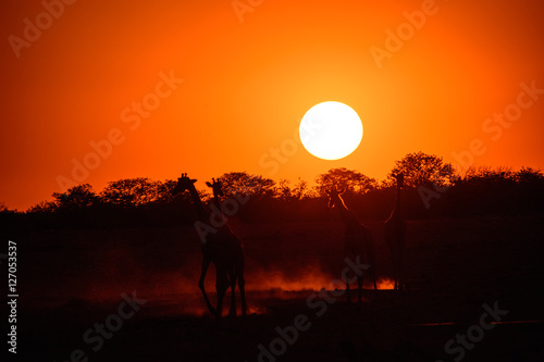 Etosha sunset