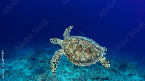 green turtle flying over the depths
