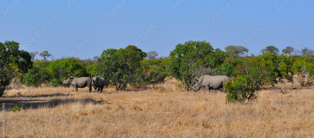 Sud Africa, 28/09/2009: rinoceronti nel Kruger National Park, la più grande riserva naturale del Sudafrica fondata nel 1898 e diventata il primo parco nazionale del Sud Africa nel 1926 Sud Africa, 28/09/2009: rinoceronti nel Kruger National Park, la più grande riserva naturale del Sudafrica fondata nel 1898 e diventata il primo parco nazionale del Sud Africa nel 1926