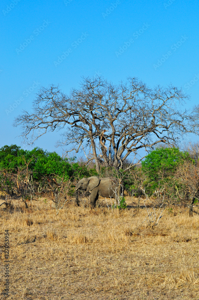 Sud Africa, 28/09/2009: un elefante nel Kruger National Park, la più grande riserva naturale del Sudafrica fondata nel 1898 e diventata il primo parco nazionale del Sud Africa nel 1926