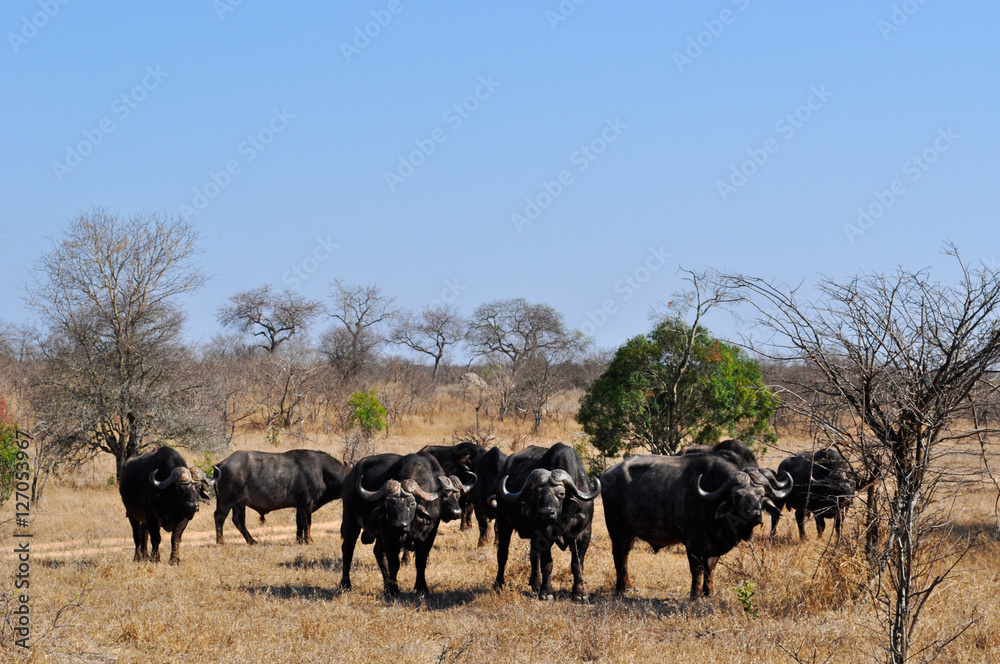 Sud Africa, 28/09/2009: un branco di bufali nel Kruger National Park, la più grande riserva naturale del Sudafrica fondata nel 1898 e diventata il primo parco nazionale del Sud Africa nel 1926 Sud Africa, 28/09/2009: un branco di bufali nel Kruger National Park, la più grande riserva naturale del Sudafrica fondata nel 1898 e diventata il primo parco nazionale del Sud Africa nel 1926