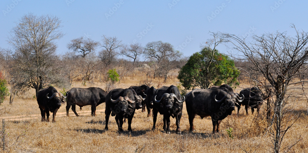 Sud Africa, 28/09/2009: un branco di bufali nel Kruger National Park, la più grande riserva naturale del Sudafrica fondata nel 1898 e diventata il primo parco nazionale del Sud Africa nel 1926 Sud Africa, 28/09/2009: un branco di bufali nel Kruger National Park, la più grande riserva naturale del Sudafrica fondata nel 1898 e diventata il primo parco nazionale del Sud Africa nel 1926