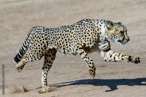Cheetah running at full speed