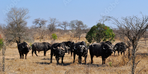 Sud Africa, 28/09/2009: un branco di bufali nel Kruger National Park, la più grande riserva naturale del Sudafrica fondata nel 1898 e diventata il primo parco nazionale del Sud Africa nel 1926 © Naeblys