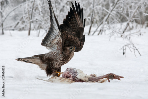 Common Buzzard (Buteo buteo) with spread wings  in winter