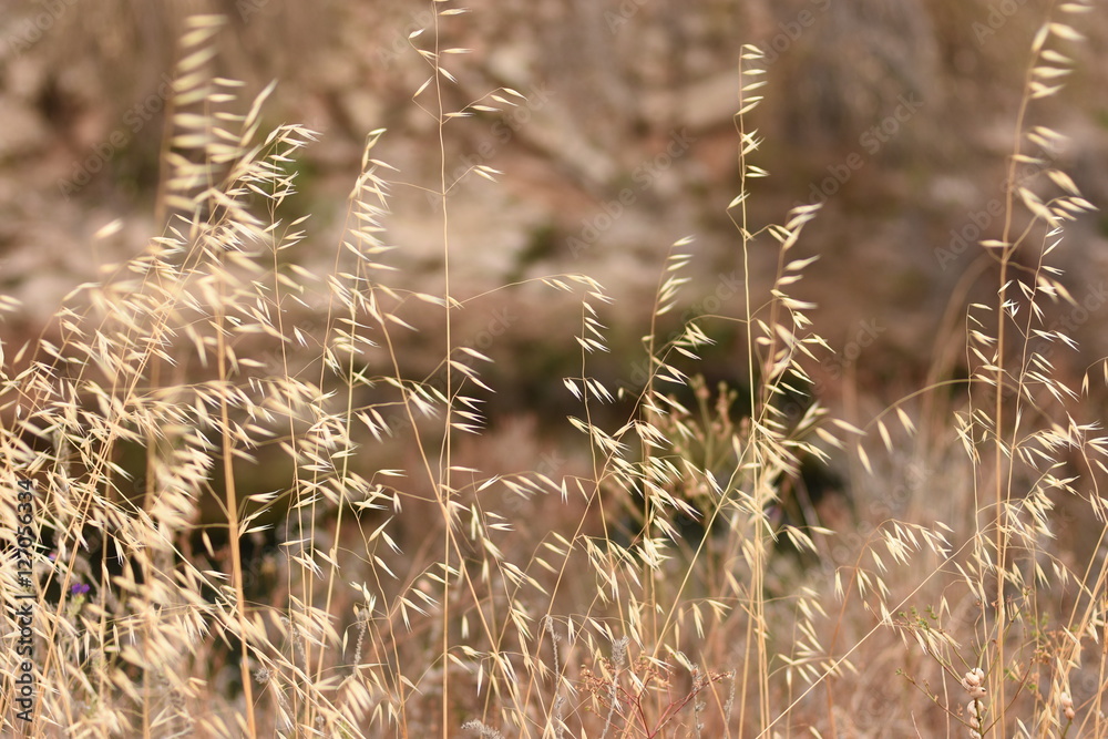 Beautiful field with dry grass and wild oats in delicate beige and golden hues, autumn or spring landscape, wallpaper, background, texture Beautiful field with dry grass and wild oats in delicate beige and golden hues, autumn or spring landscape, wallpaper, background, texture