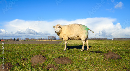 Green marked sheep curiously looking on the top of a dike