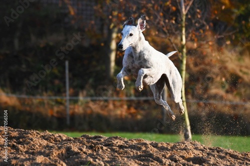 springender Greyhound