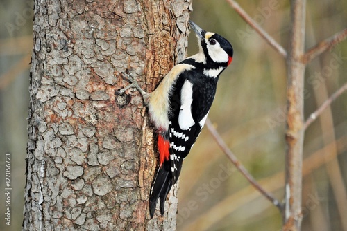 Pic épeiche mâle, Dendrocopos major.