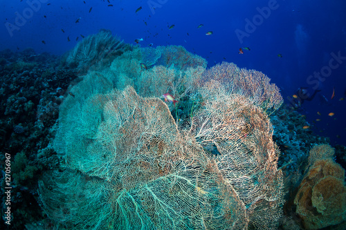 Gorgonaria photo