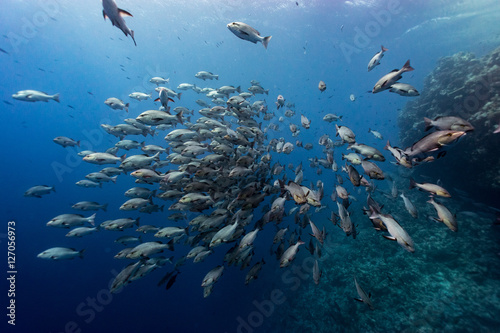 Foto the huge red snapper school