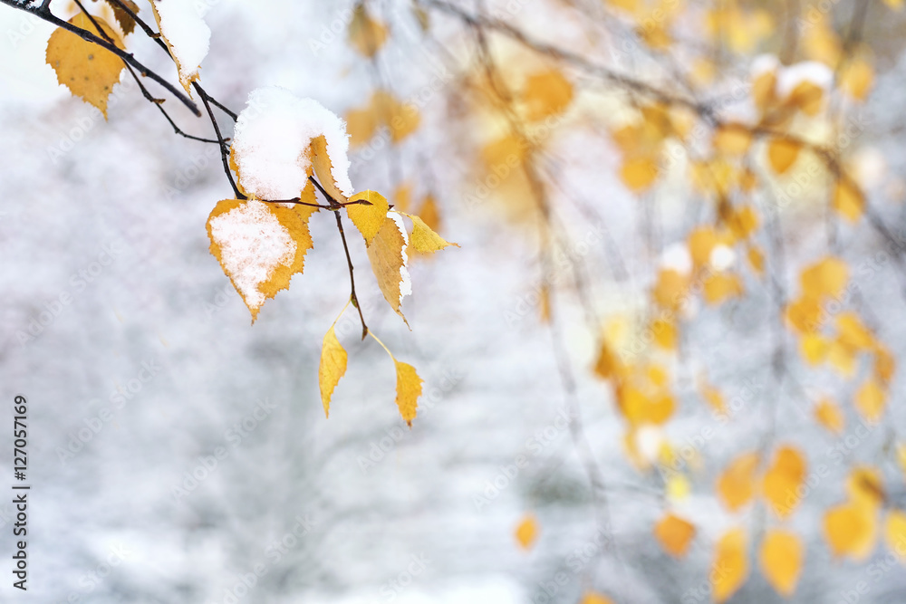Fototapeta premium Birch branches with beautiful autumn yellow leaves under snow in late autumn or winter outdoors with soft focus. A pleasant soft light blurred background, beautiful bokeh.