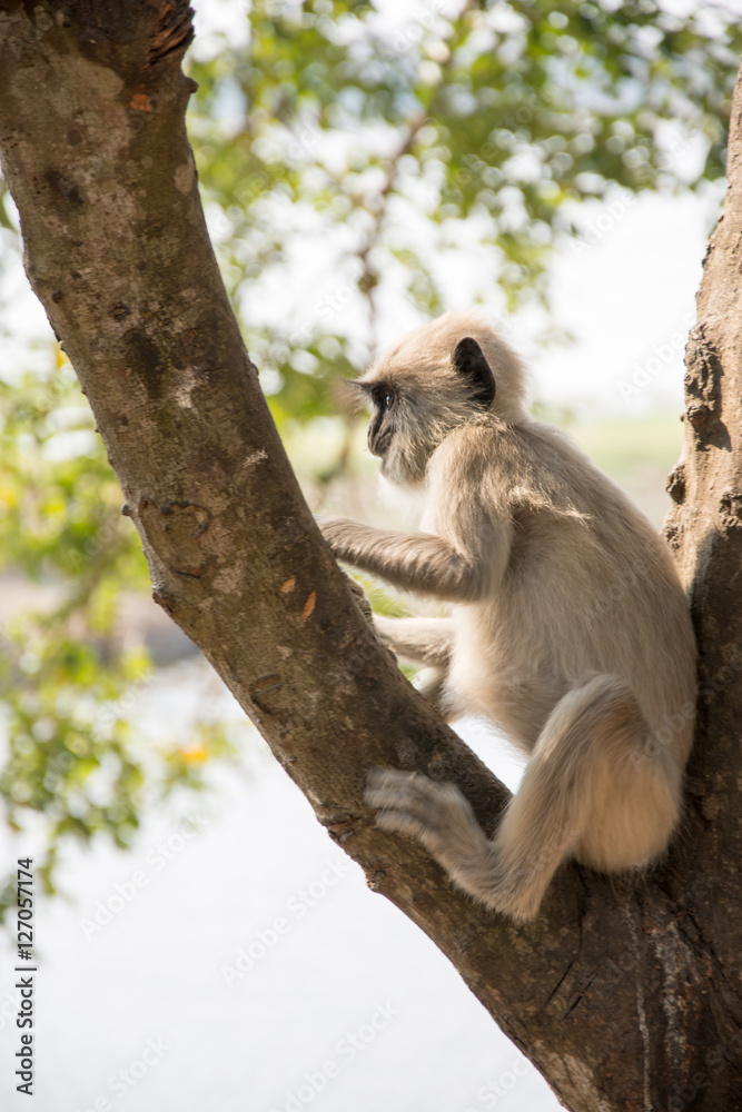 Gray langurs in ancient city of Anuradhapura, Sri Lanka. Gray langurs in ancient city of Anuradhapura, Sri Lanka.