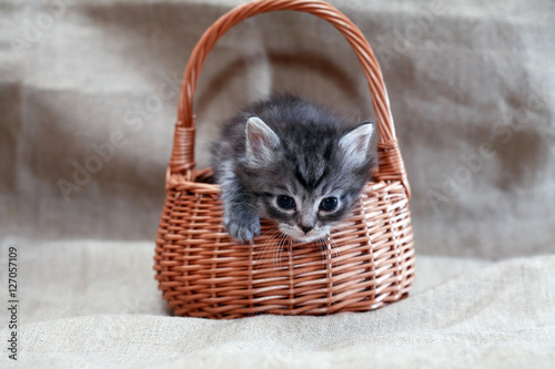 Foto Kitty In Basket