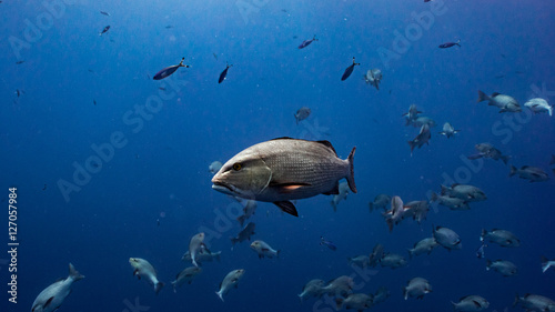 the red snapper