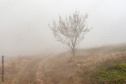 Autumnal landscape with earth road, lonely tree and fog on Babuhan Yaila natural reserve in Crimean peninsula