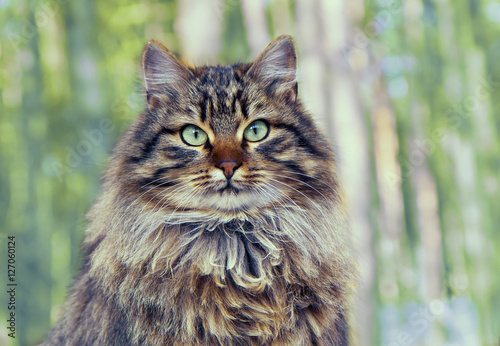 Vintage portrait of cute siberian cat sitting in the pine forest