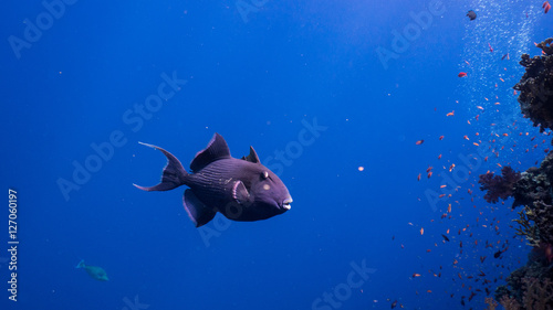 the curious trigger fish