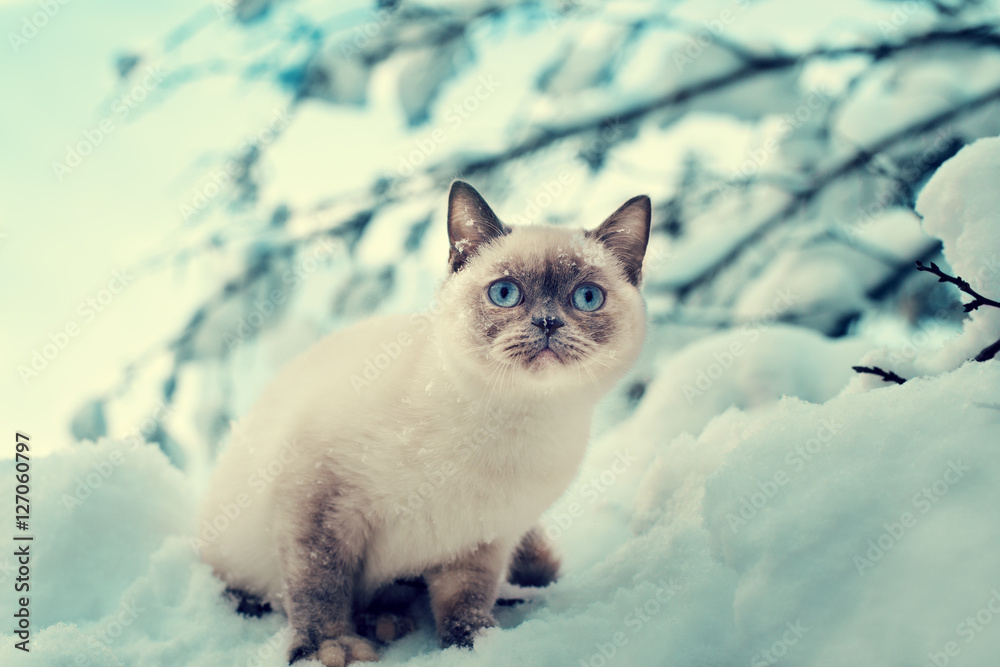 Fototapeta premium Portrait of the Siamese cat sitting on the snowy tree in the forest