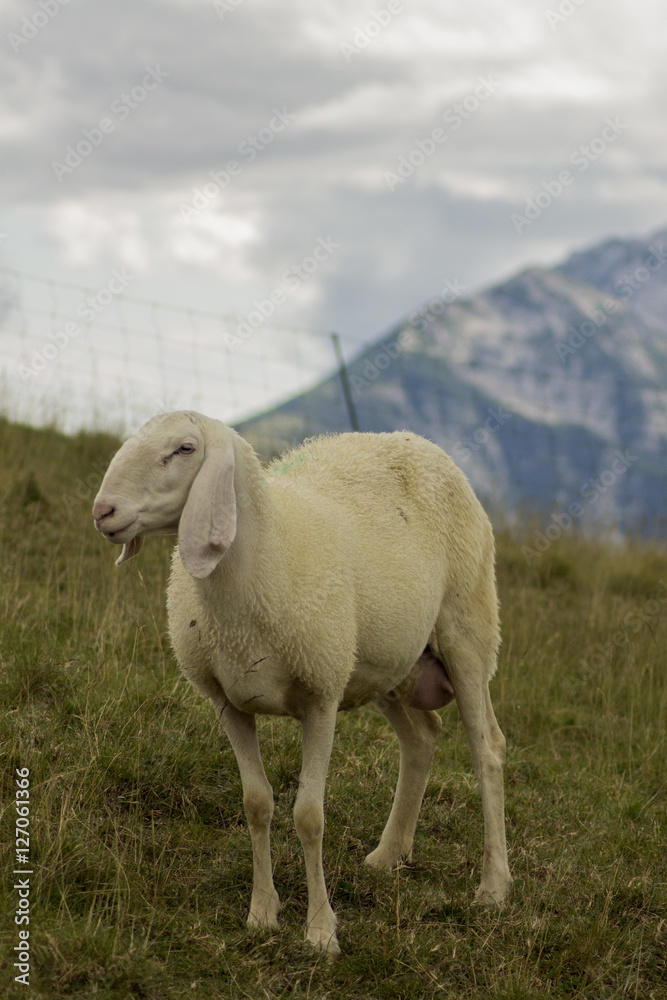 Fototapeta premium sheep
