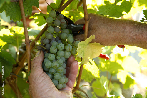 Weinlese