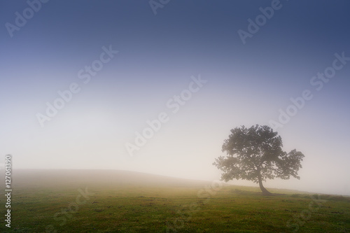 lonely tree with dreamy light