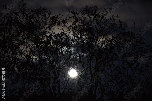 The moon shining through tree branches © faraonvideo