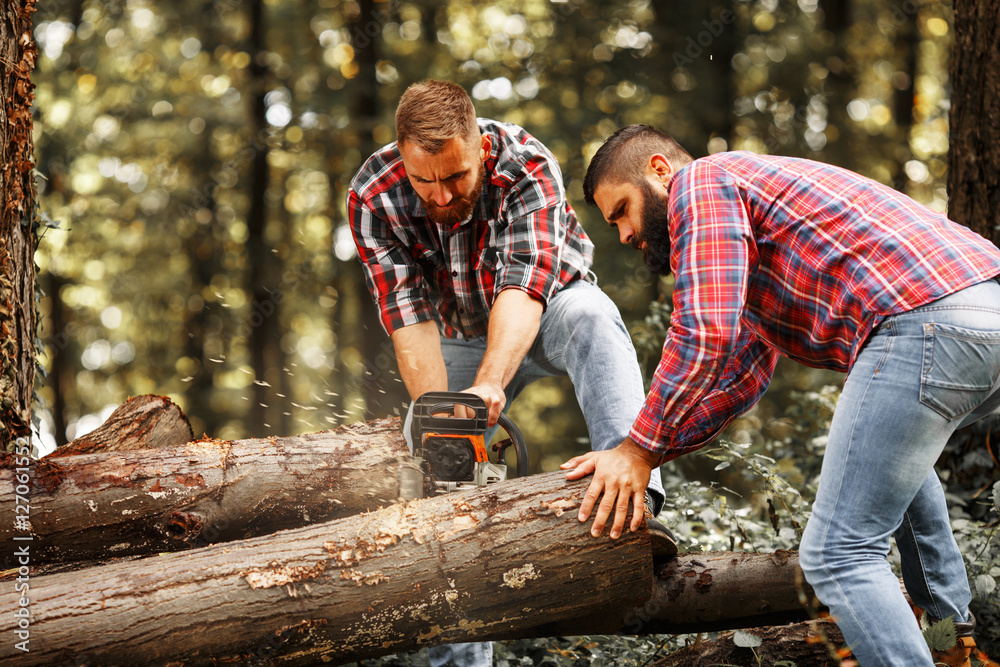 Two Lumberjacks sawing wood trunk with big chainsaw. Two Lumberjacks sawing wood trunk with big chainsaw.